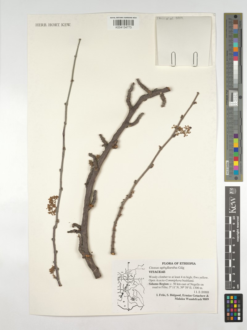 Cissus aphyllantha photo 5