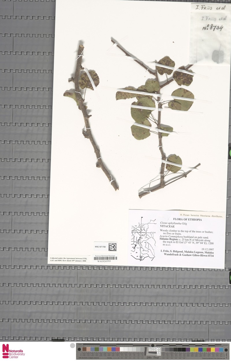 Cissus aphyllantha photo 6