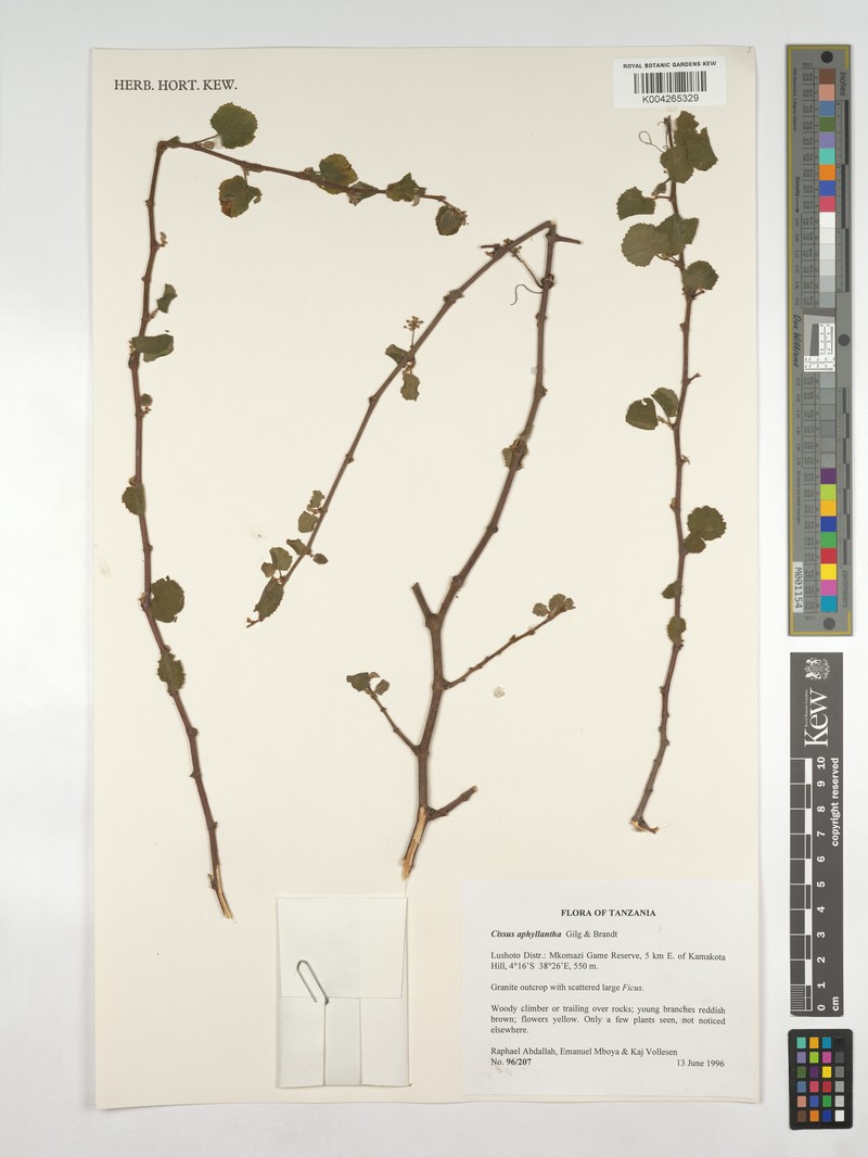 Cissus aphyllantha photo 7