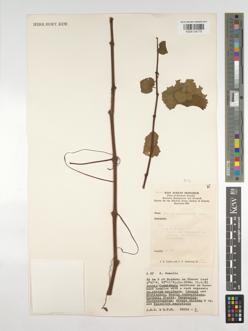 Cissus aphyllantha photo 8