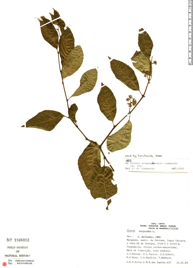 Cissus araguainensis