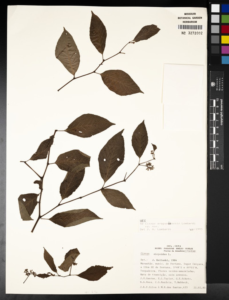 Cissus araguainensis photo 2