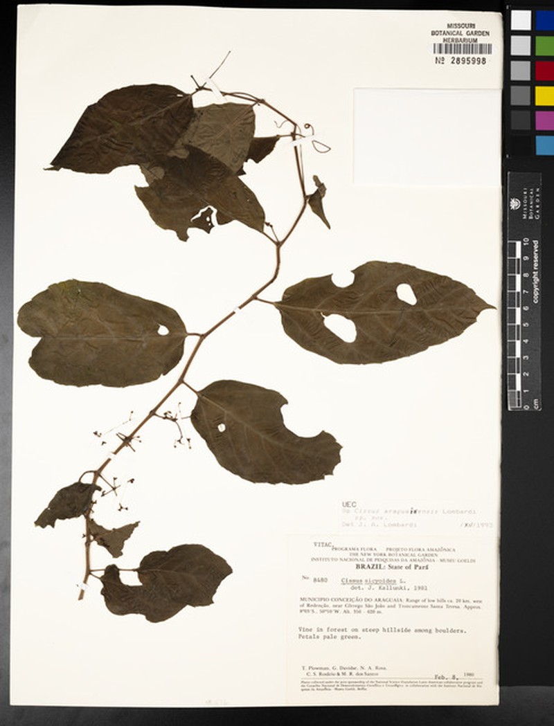 Cissus araguainensis photo 3