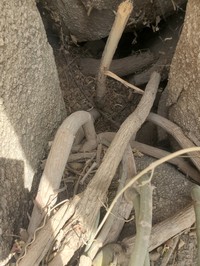 Cissus aralioides
