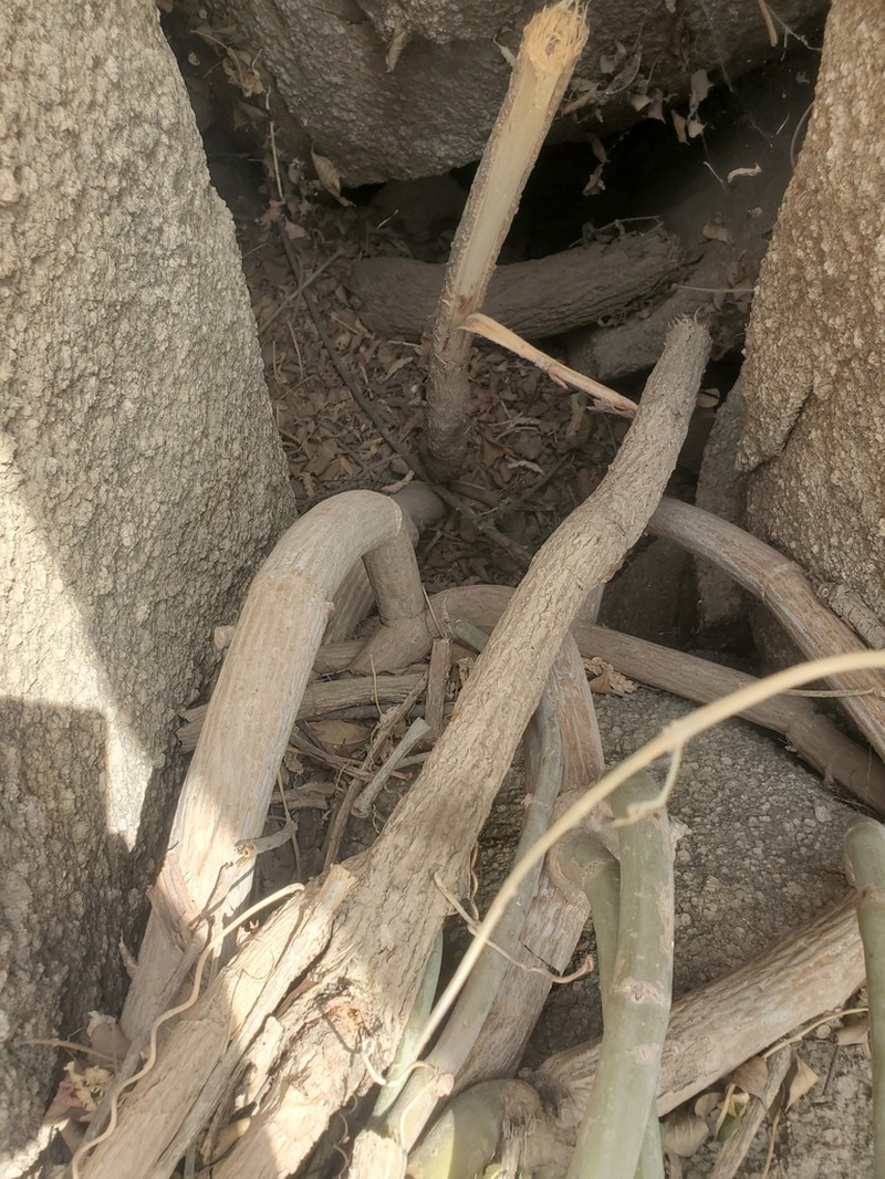Cissus aralioides