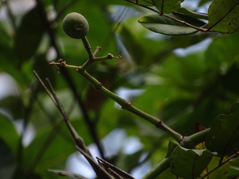 Cissus aralioides photo 2