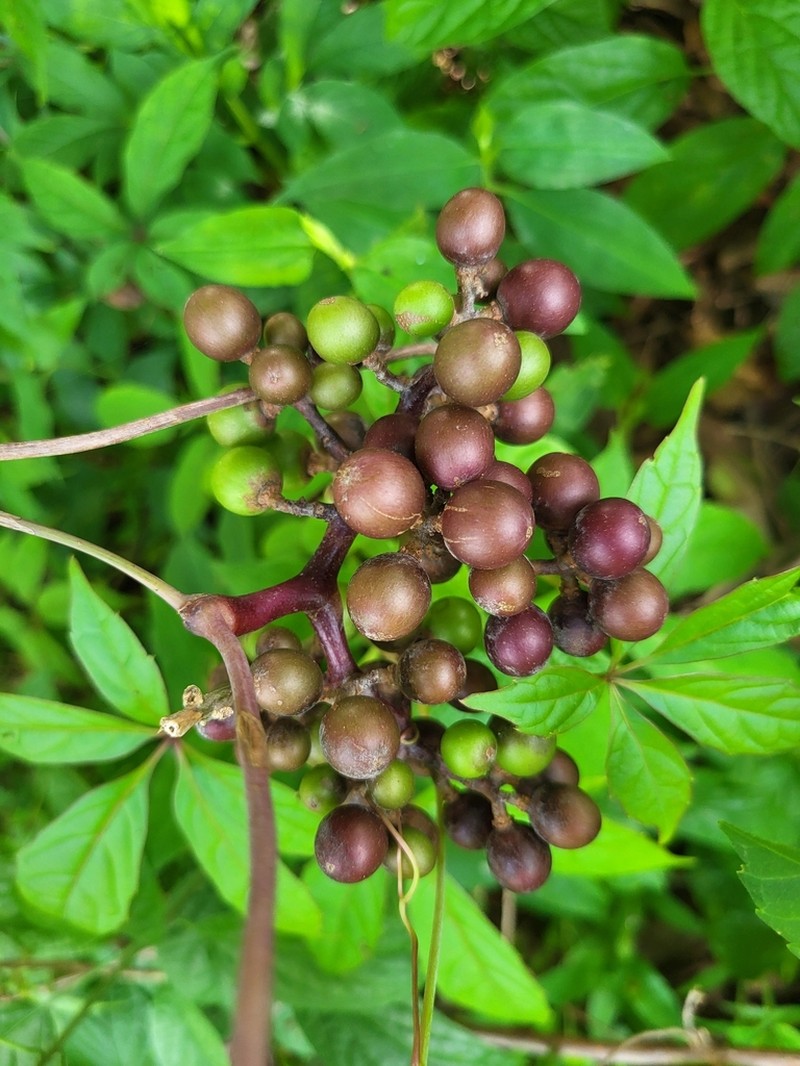 Cissus aralioides photo 3