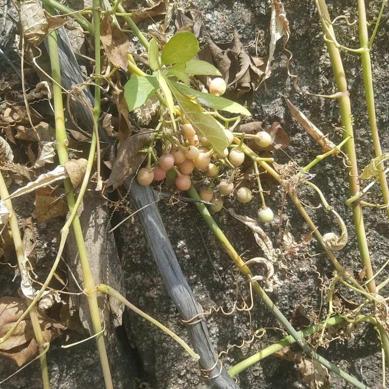 Cissus aralioides photo 4