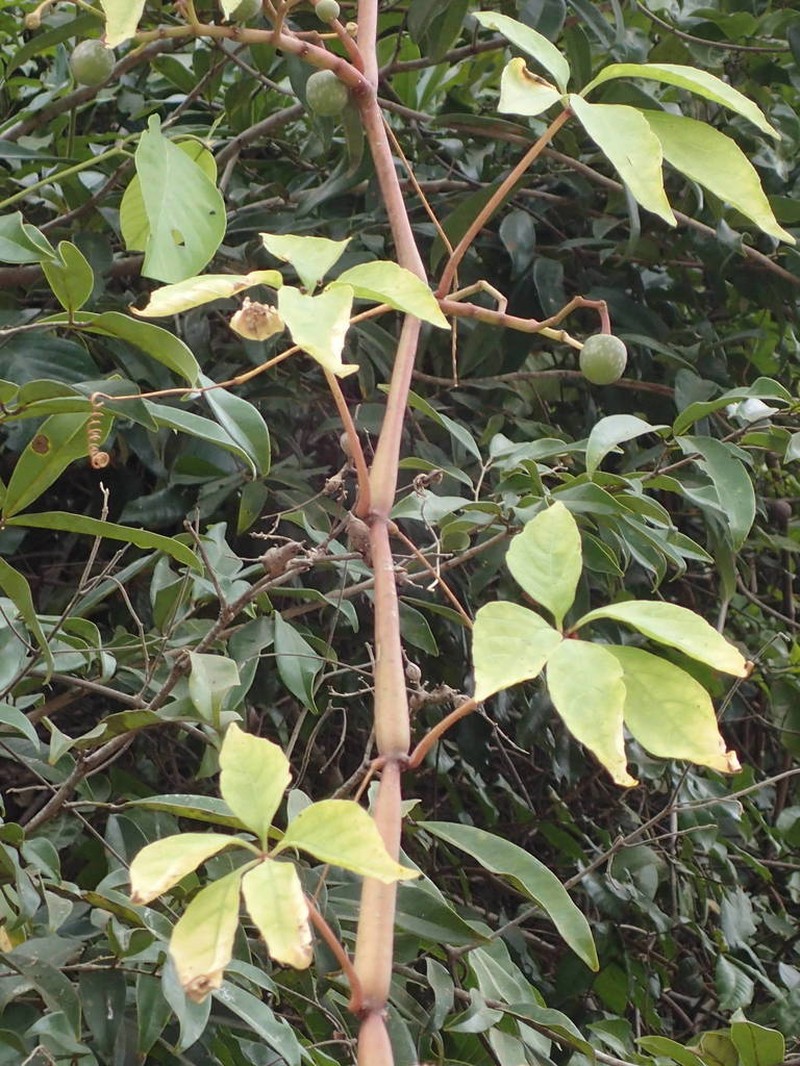 Cissus aralioides photo 5