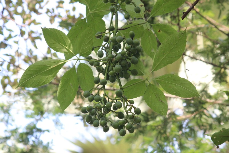 Cissus aralioides photo 6