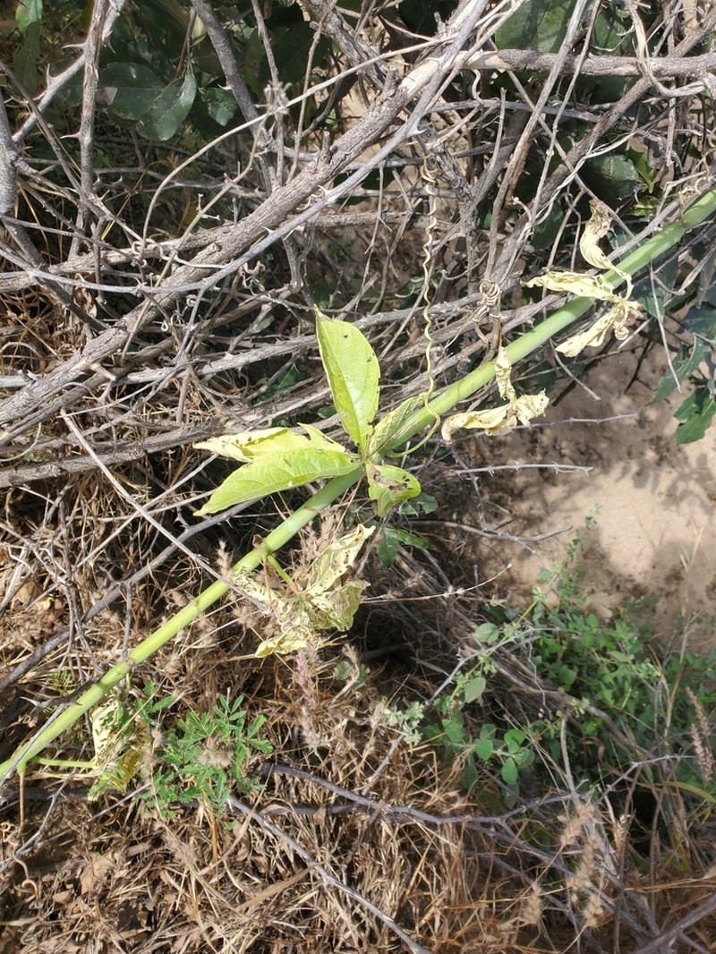Cissus aralioides photo 7