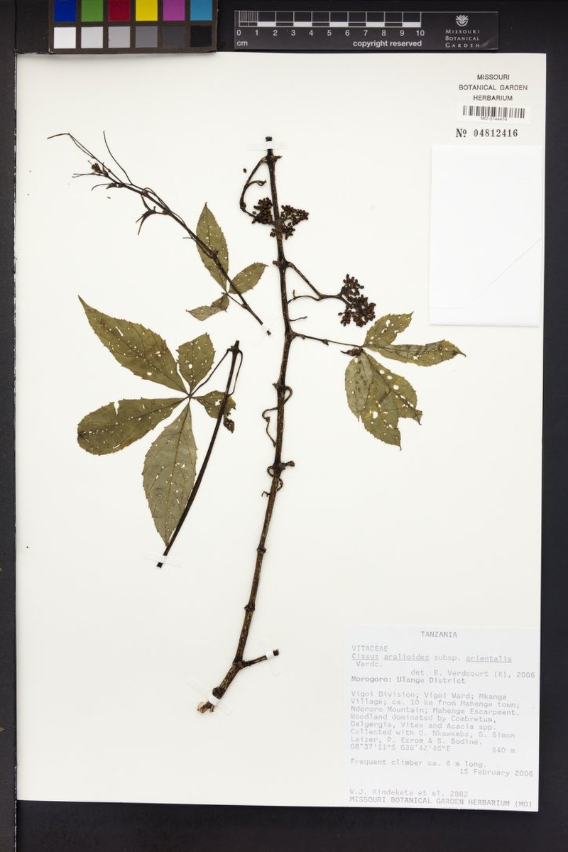 Cissus aralioides subsp. orientalis