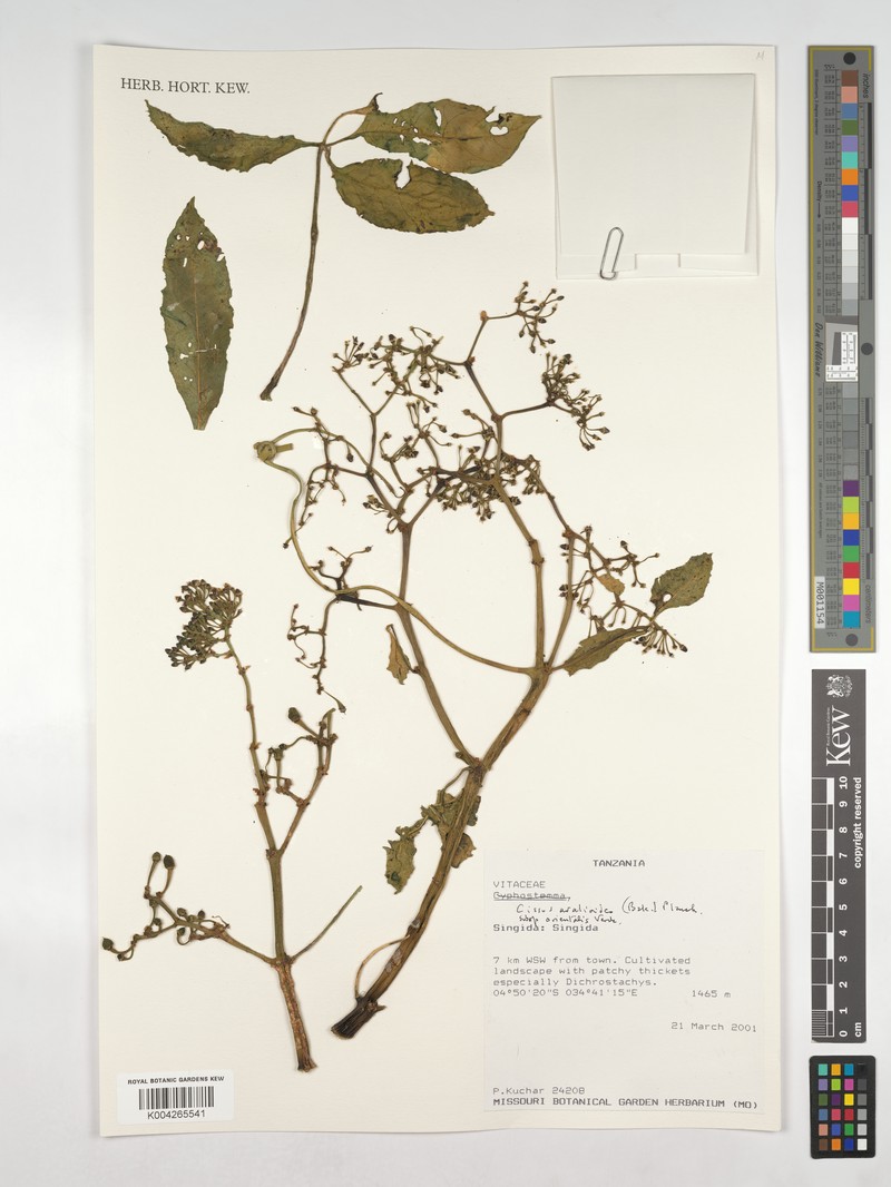 Cissus aralioides subsp. orientalis photo 2