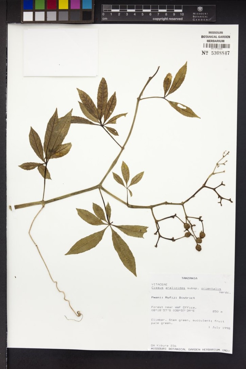 Cissus aralioides subsp. orientalis photo 3