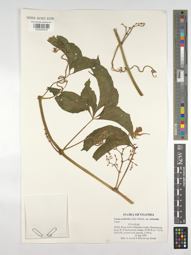 Cissus aralioides subsp. orientalis photo 4