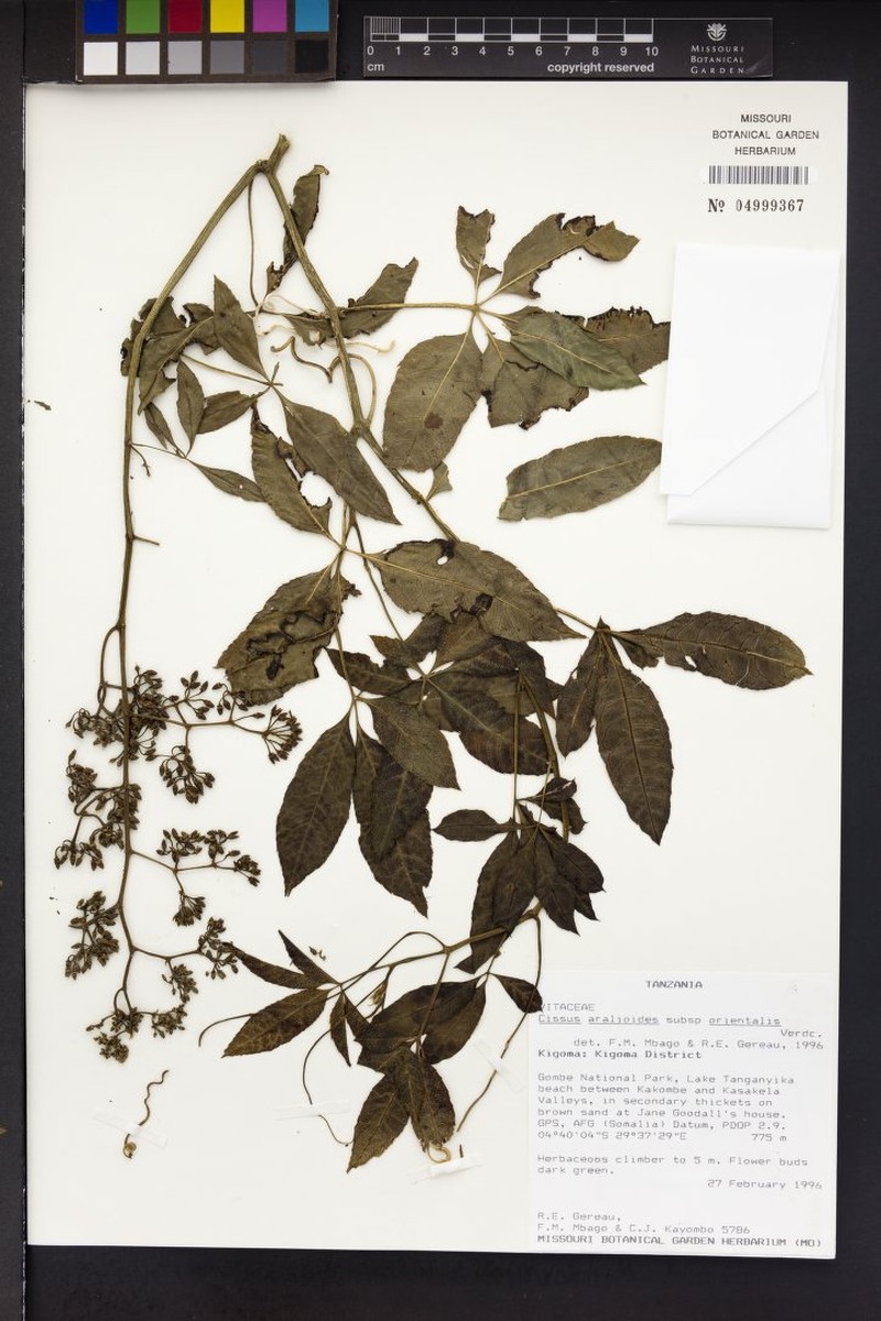 Cissus aralioides subsp. orientalis photo 5