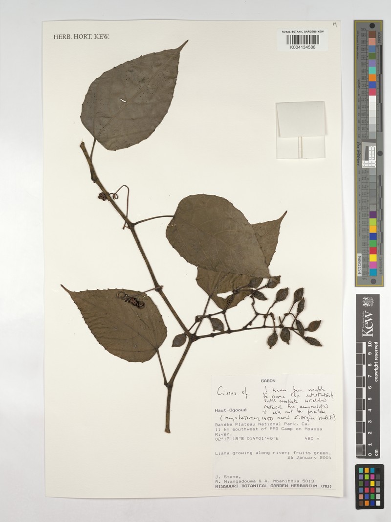 Cissus arguta