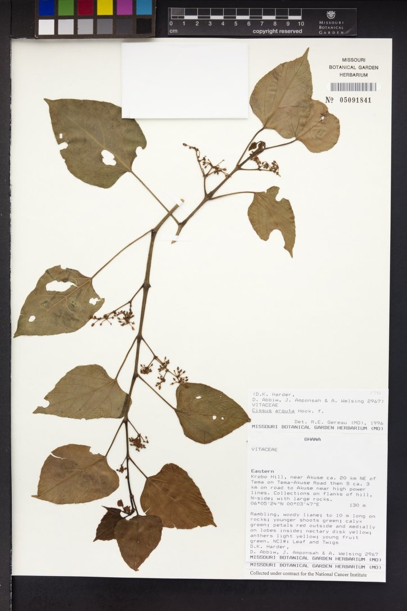 Cissus arguta photo 2