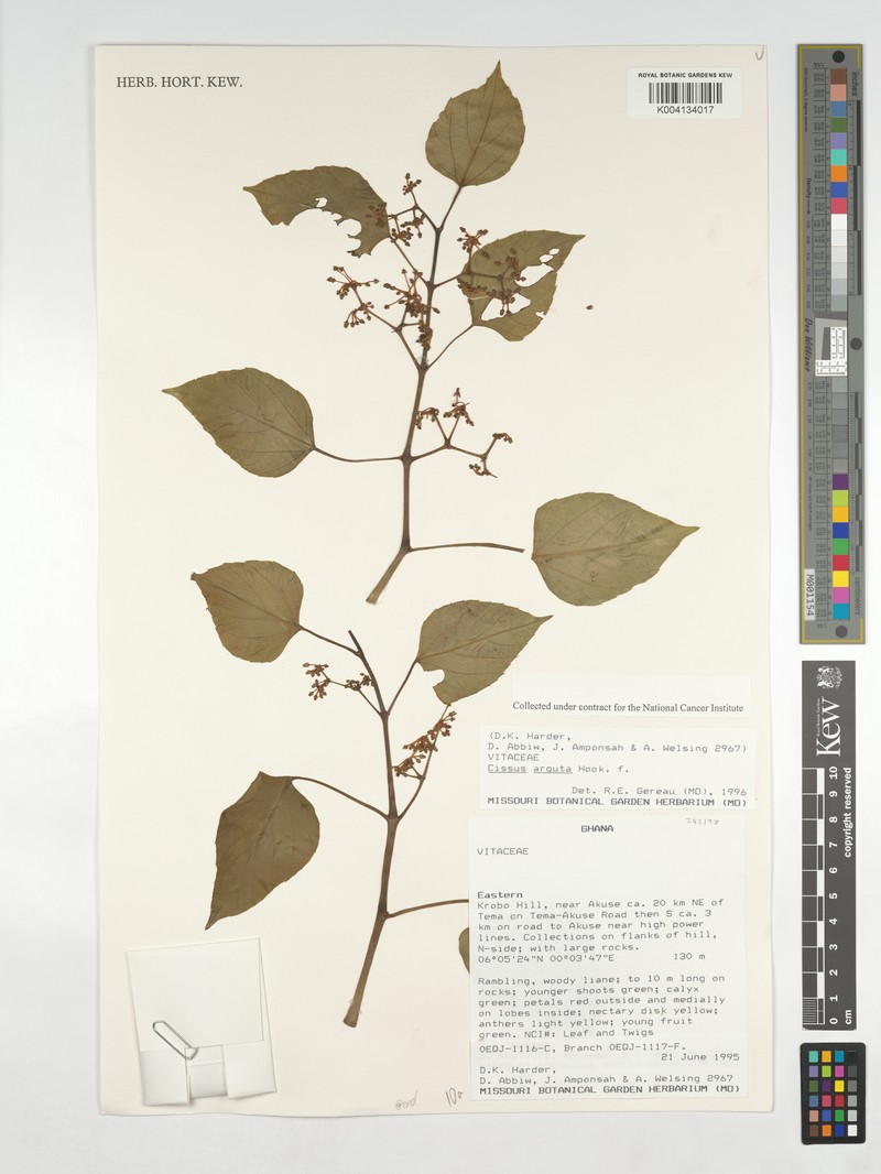 Cissus arguta photo 3