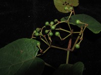 Cissus aristata