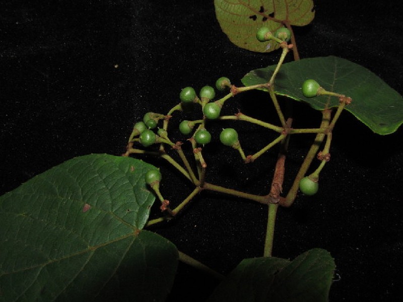 Cissus aristata