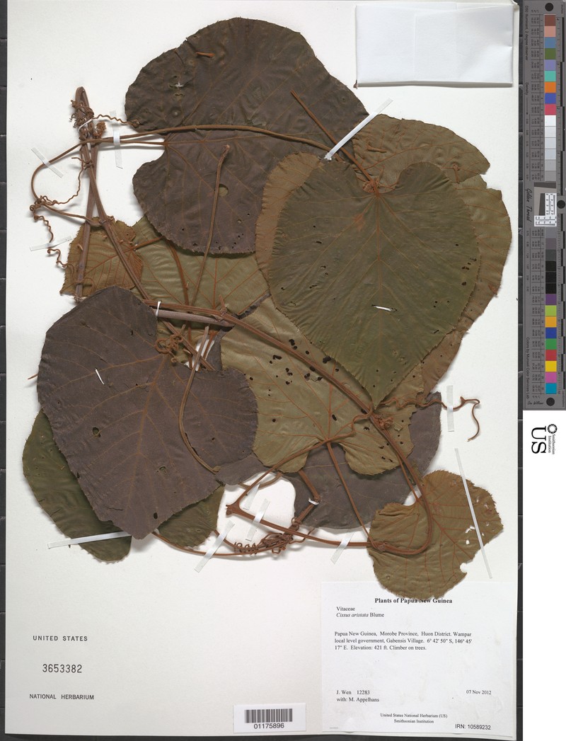 Cissus aristata photo 2