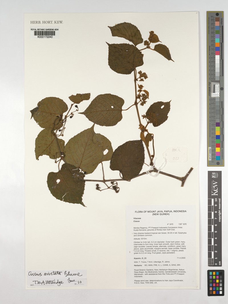 Cissus aristata photo 3
