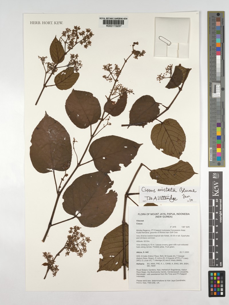 Cissus aristata photo 4