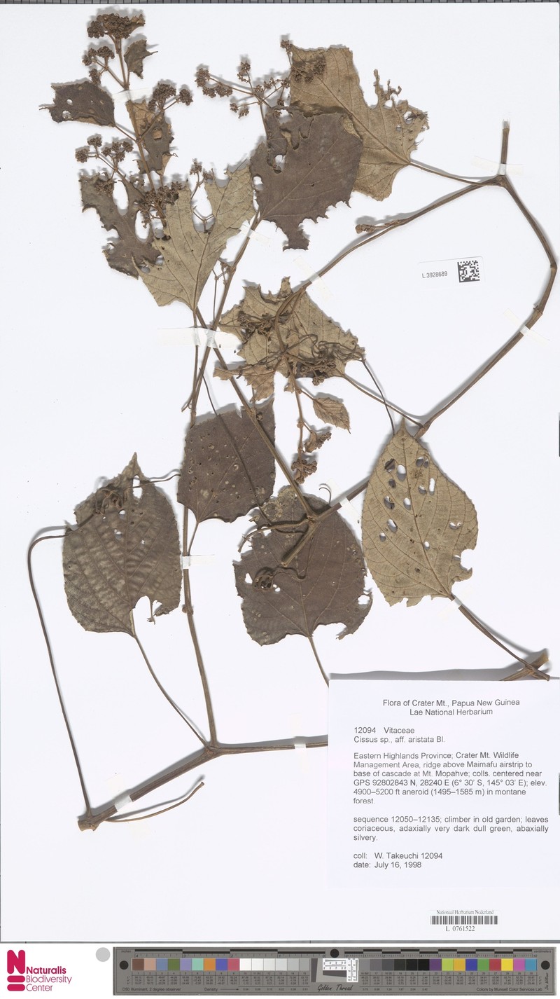 Cissus aristata photo 5