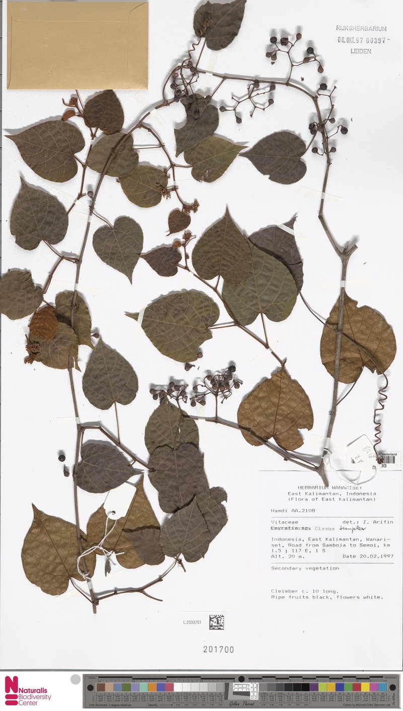 Cissus aristata photo 6