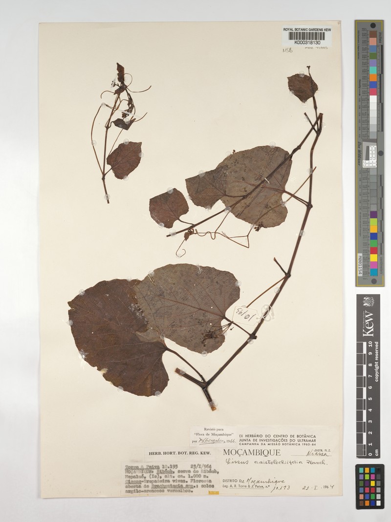 Cissus aristolochiifolia photo 2
