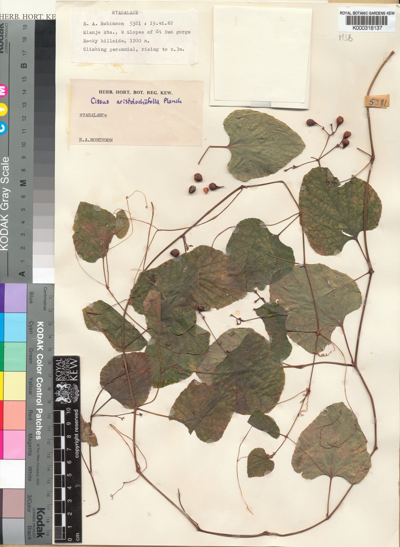 Cissus aristolochiifolia photo 3