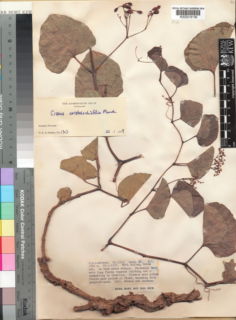Cissus aristolochiifolia photo 4