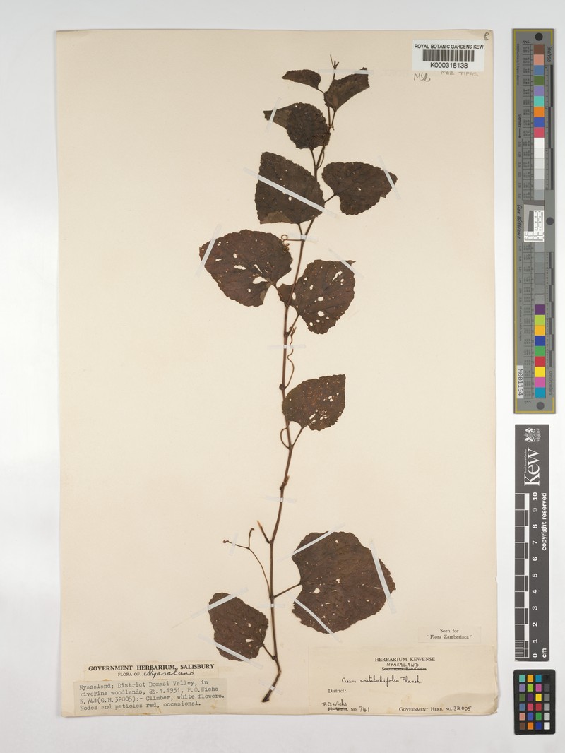Cissus aristolochiifolia photo 5