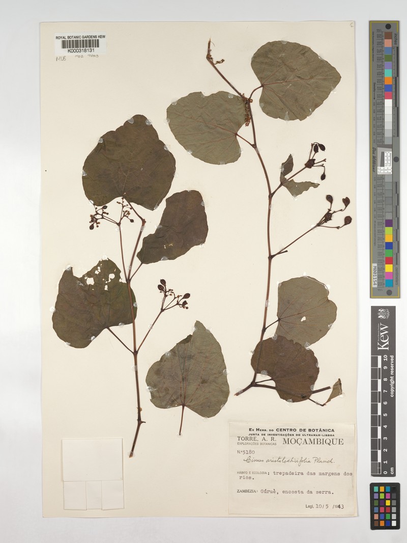 Cissus aristolochiifolia photo 6