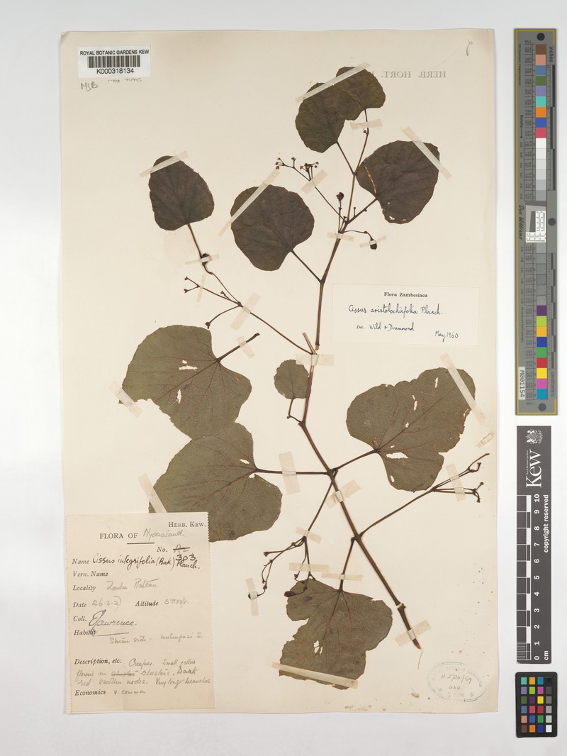 Cissus aristolochiifolia photo 7