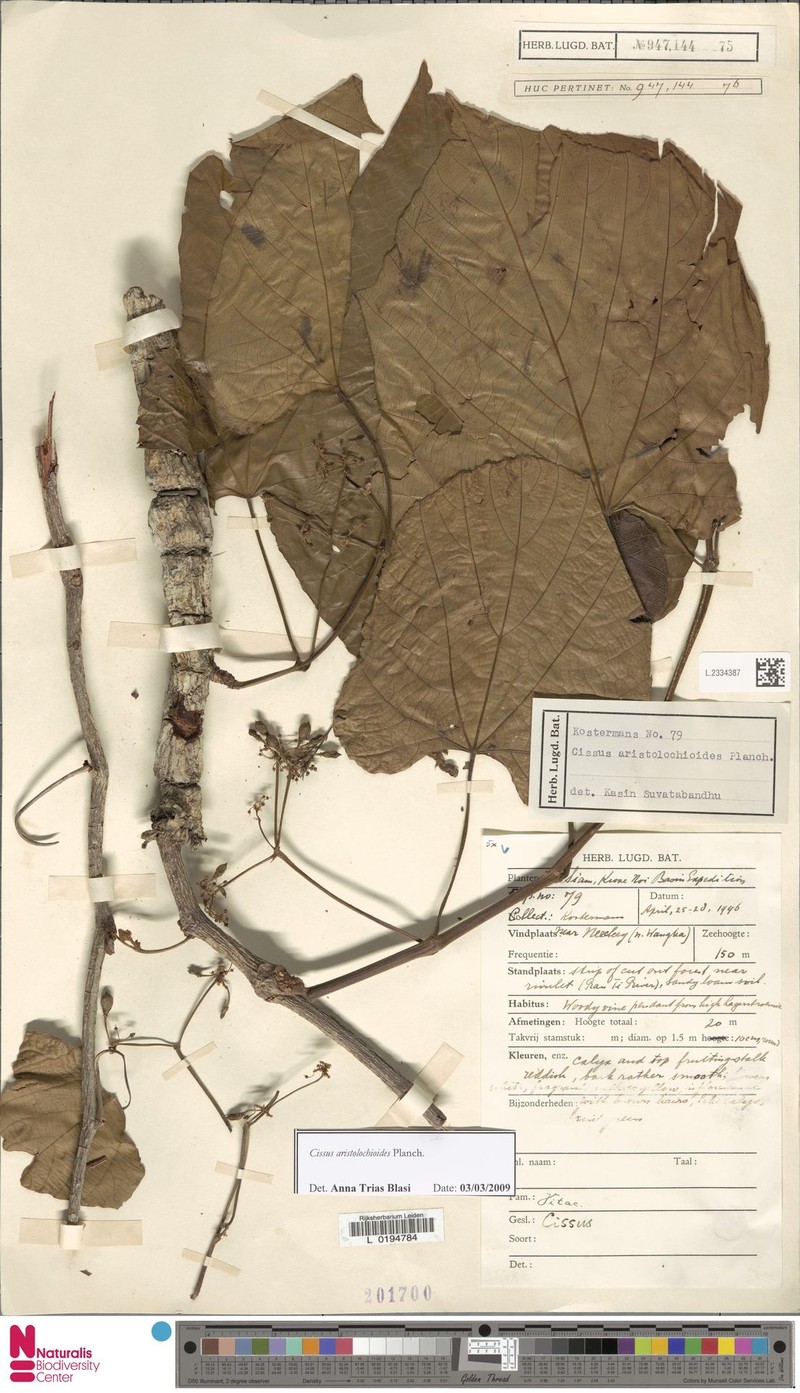 Cissus aristolochioides photo 3