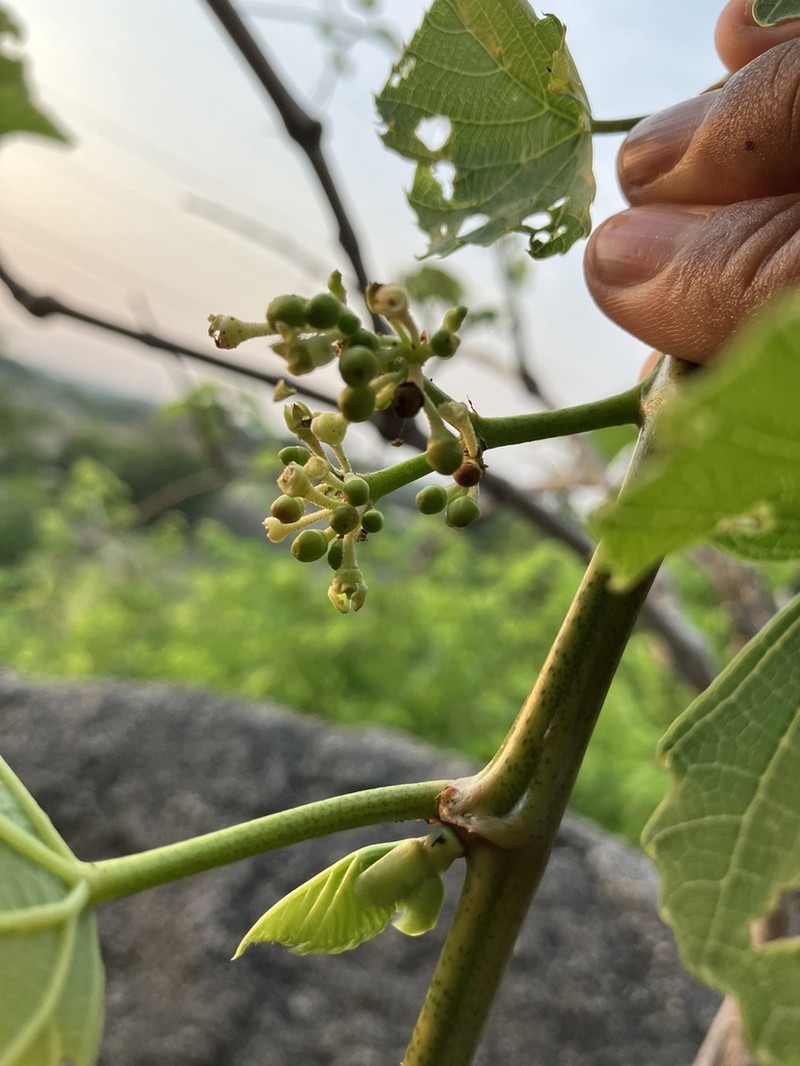 Cissus arnottiana