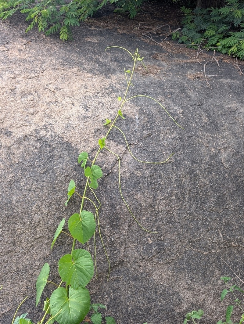 Cissus arnottiana photo 2