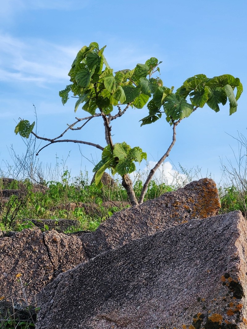 Cissus arnottiana photo 3