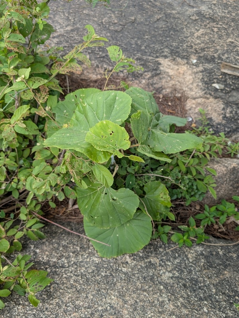 Cissus arnottiana photo 4