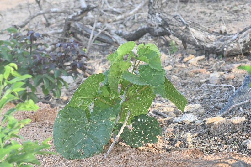 Cissus arnottiana photo 5