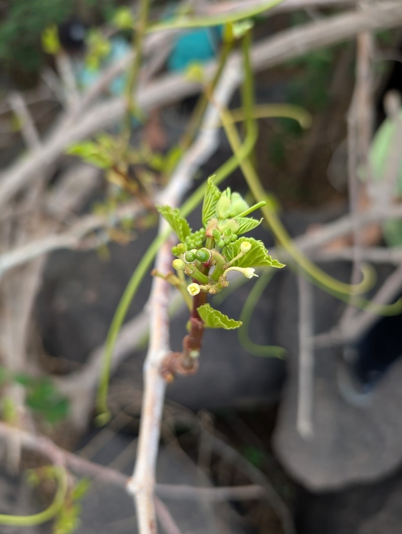 Cissus arnottiana photo 6