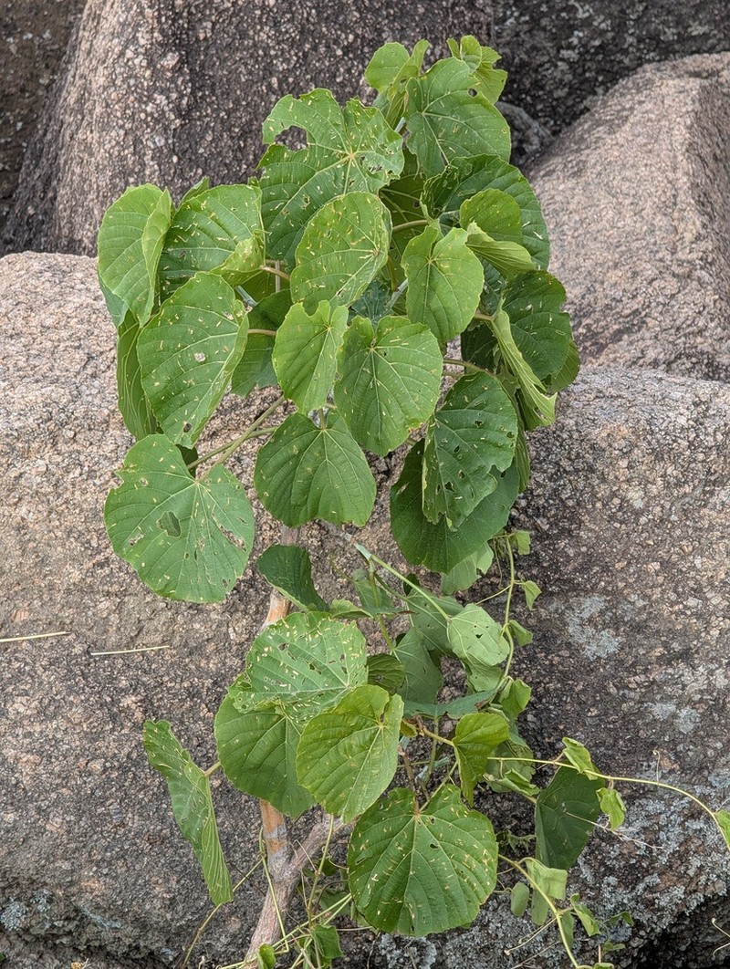 Cissus arnottiana photo 7
