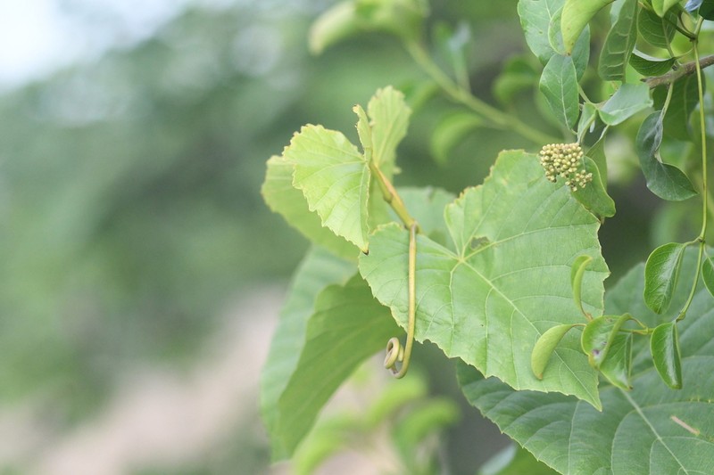 Cissus arnottiana photo 8