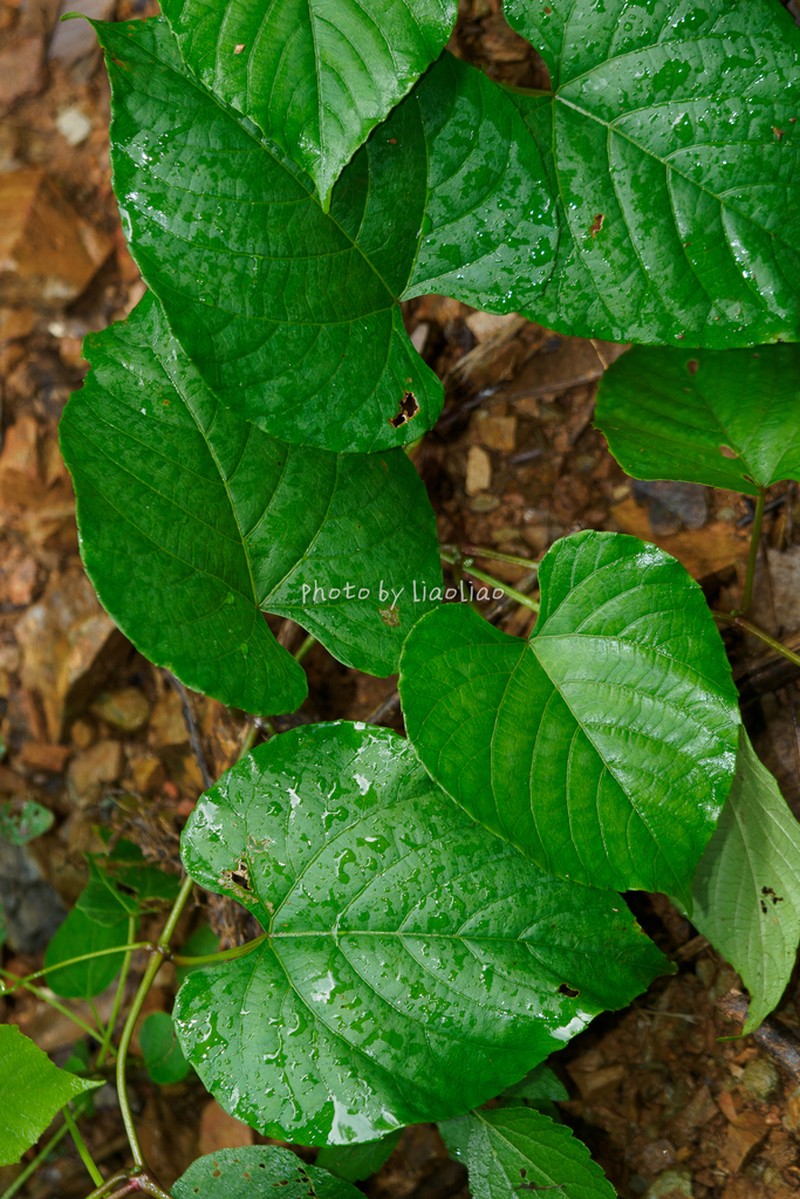 Cissus assamica