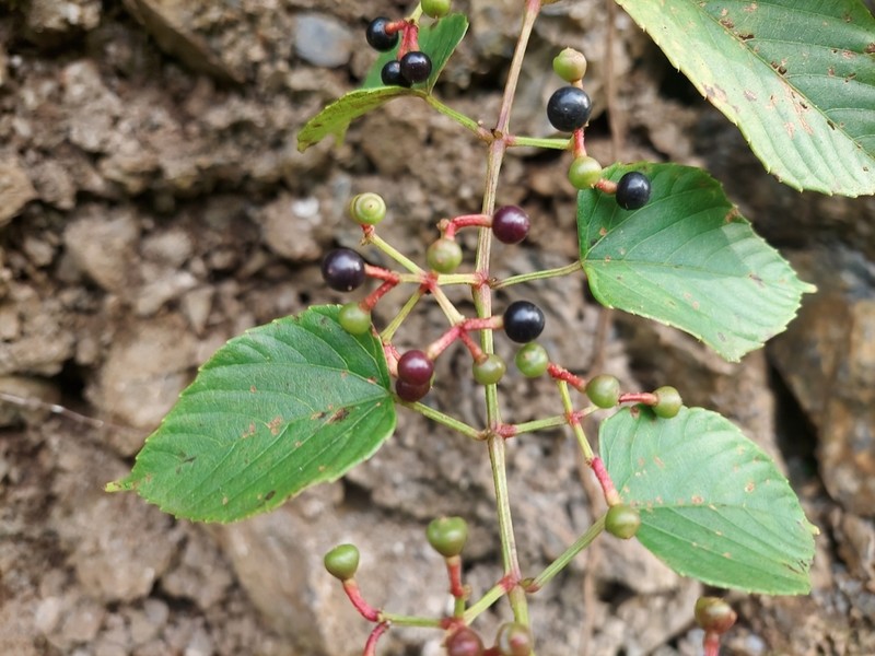 Cissus assamica photo 2