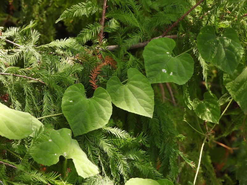 Cissus assamica photo 3