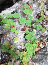 Cissus auricoma