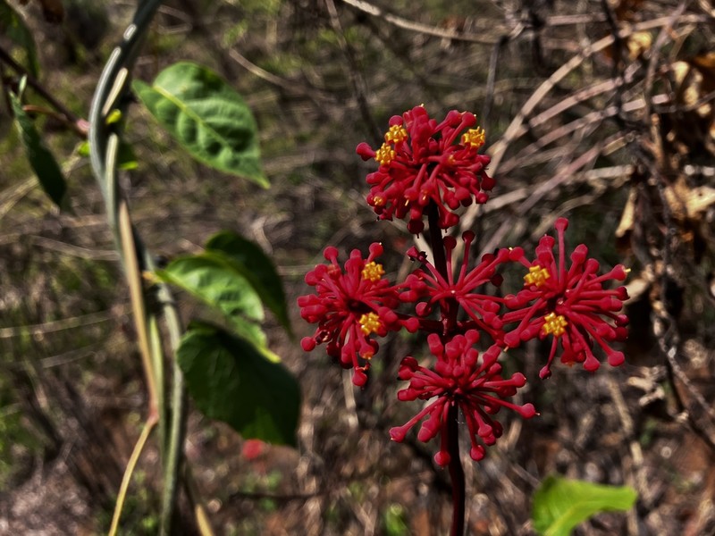 Cissus auricoma photo 2